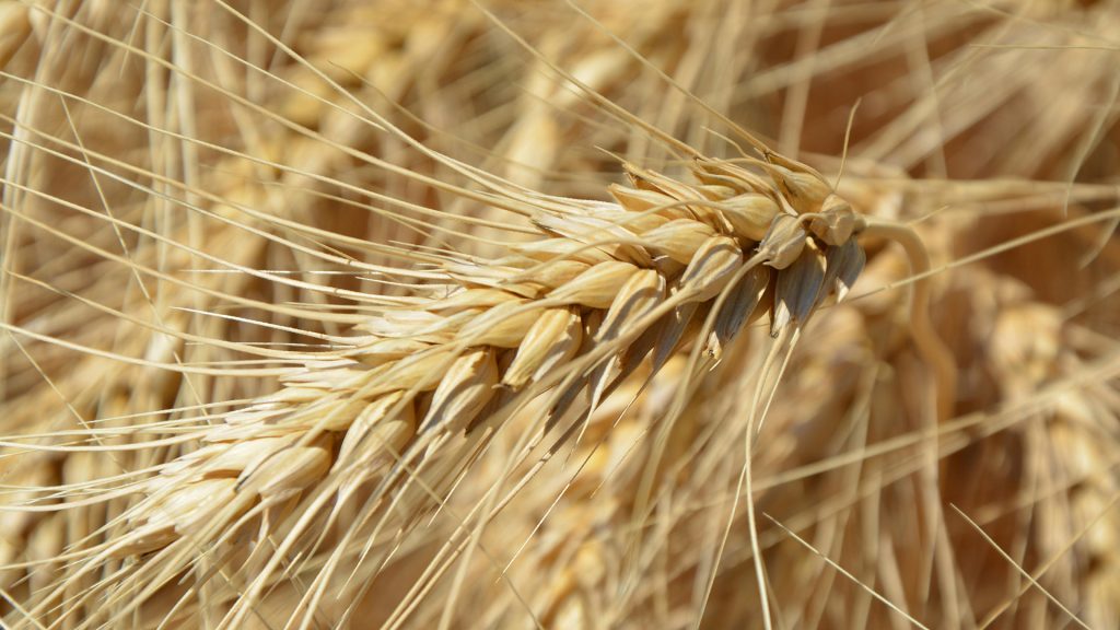 Lee más sobre el artículo Gluten sin demonizar: ¿cuándo evitarlo realmente?